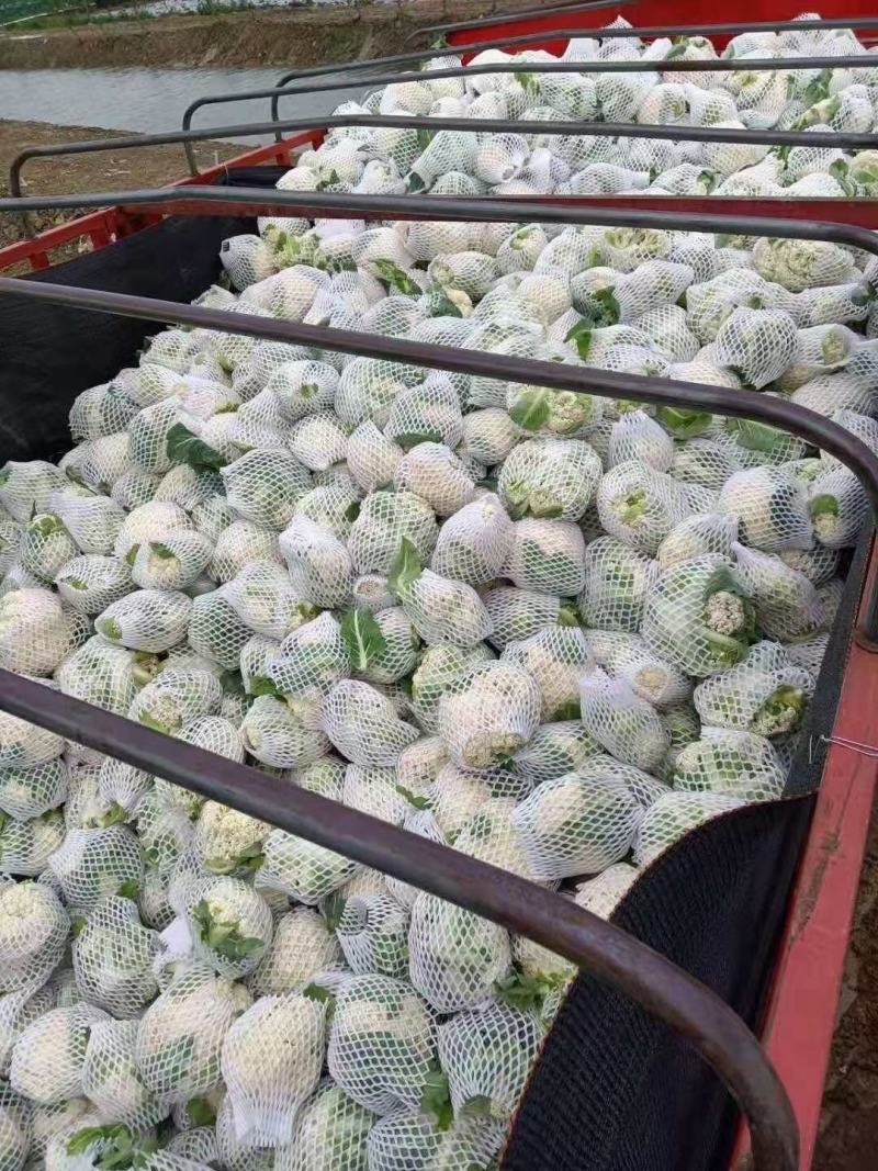 小花有机花菜，地址发全国各地，质量好品质好