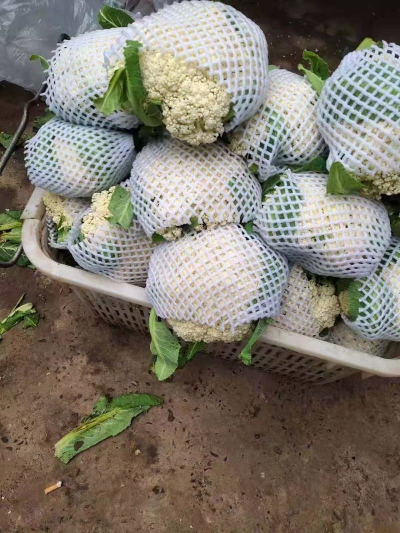 小花有机花菜，地址发全国各地，质量好品质好