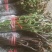 贵阳野生蕨菜龙爪菜现摘现卖