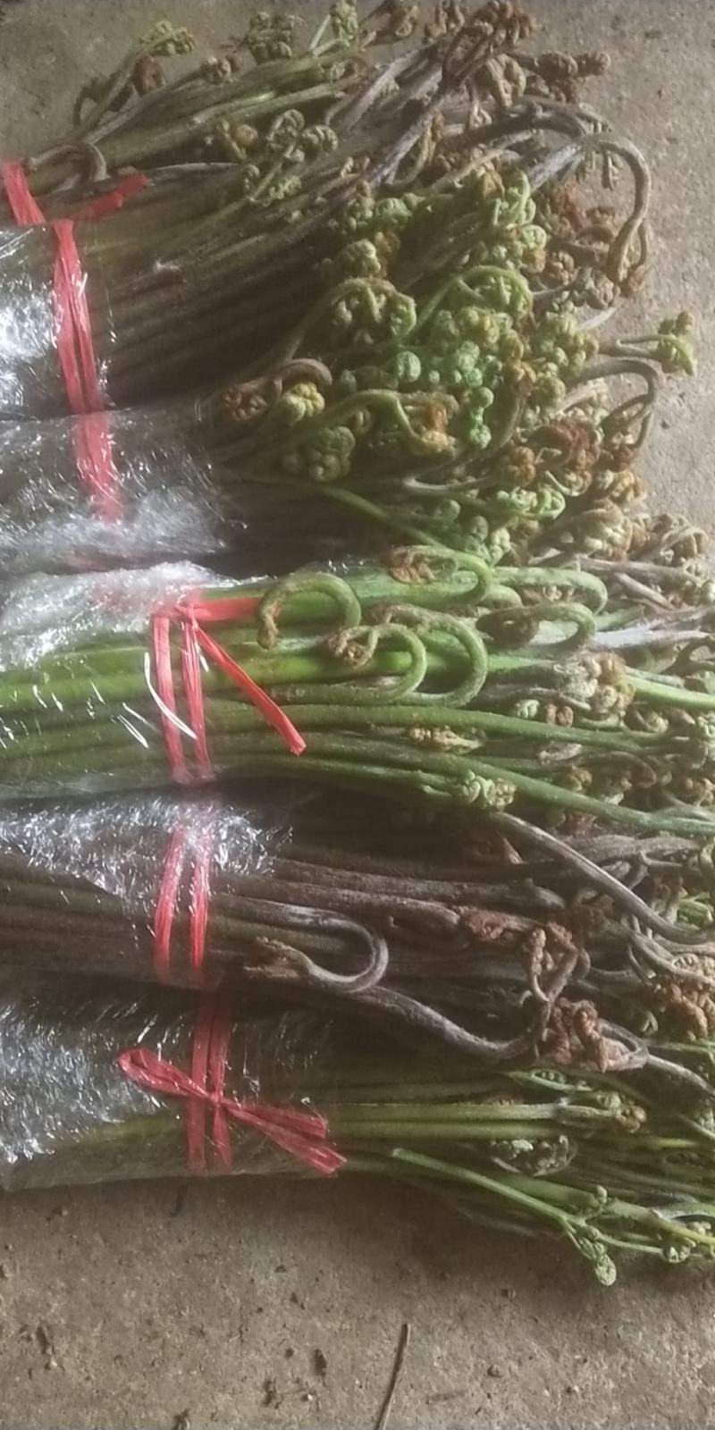 贵阳野生蕨菜龙爪菜现摘现卖