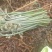 贵阳野生蕨菜龙爪菜现摘现卖