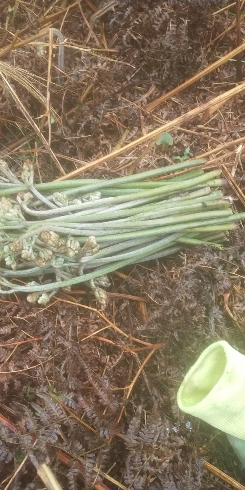 贵阳野生蕨菜龙爪菜现摘现卖