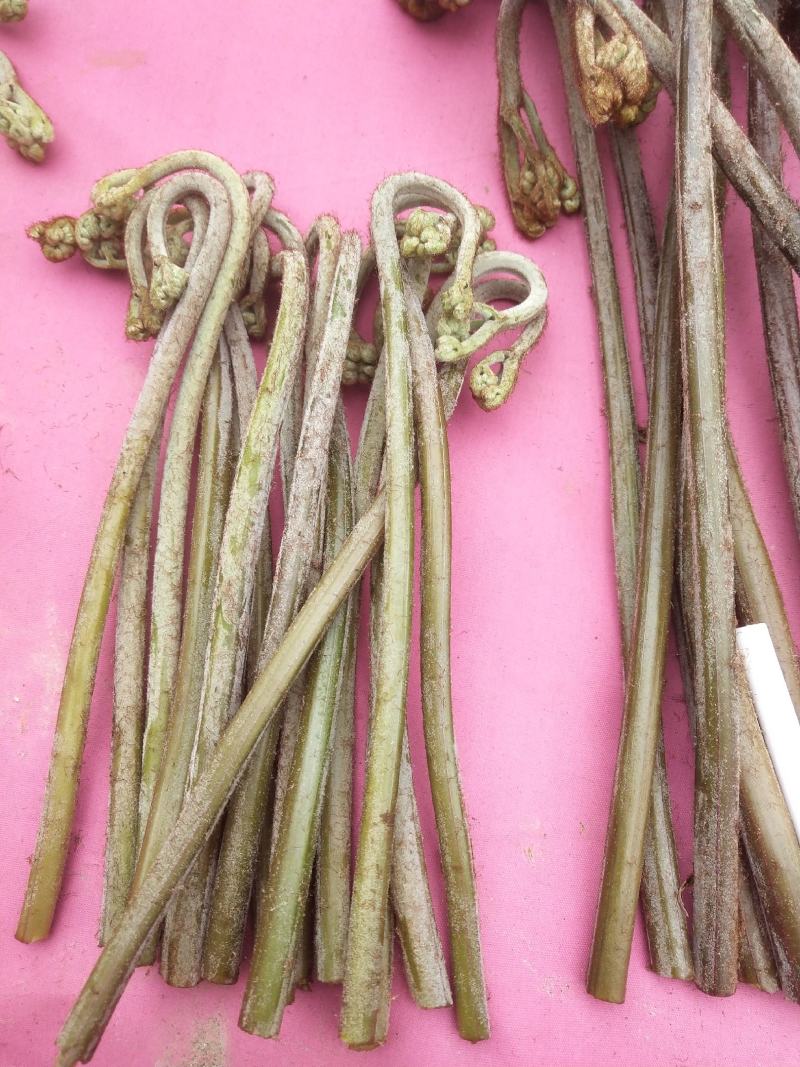 贵阳野生蕨菜龙爪菜现摘现卖