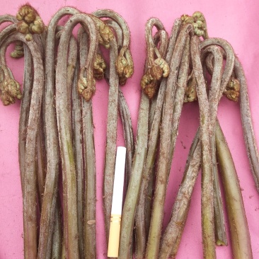 贵阳野生蕨菜龙爪菜现摘现卖
