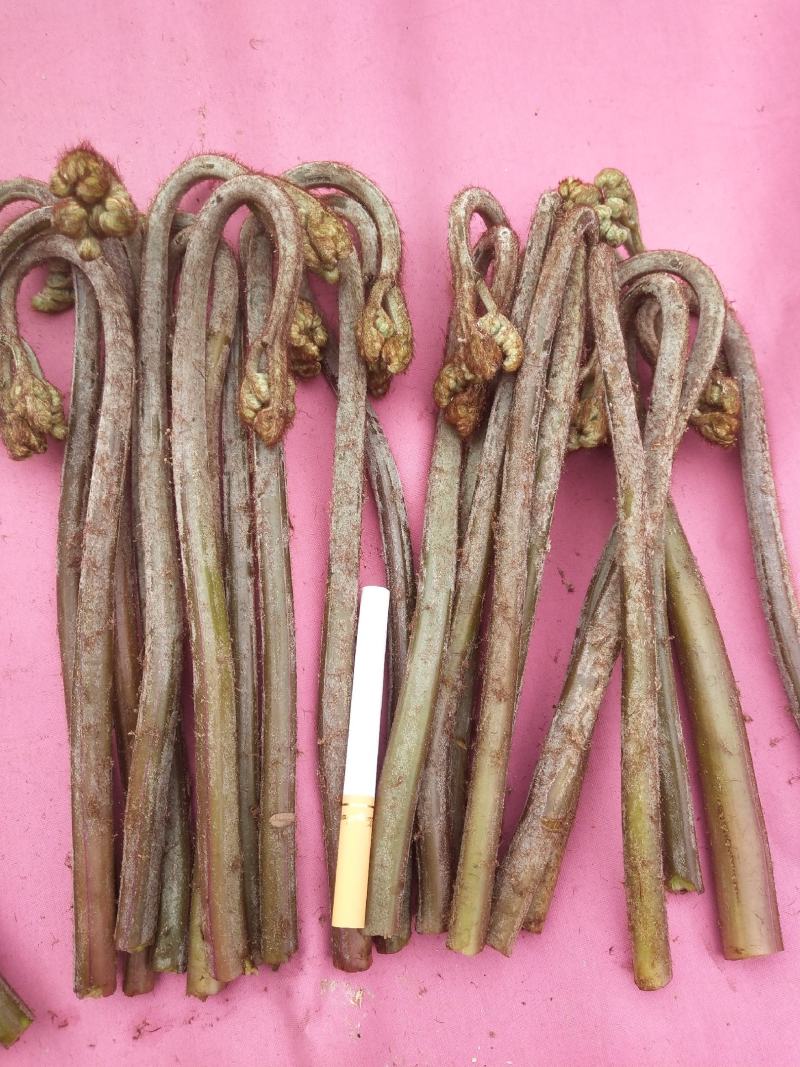 贵阳野生蕨菜龙爪菜现摘现卖