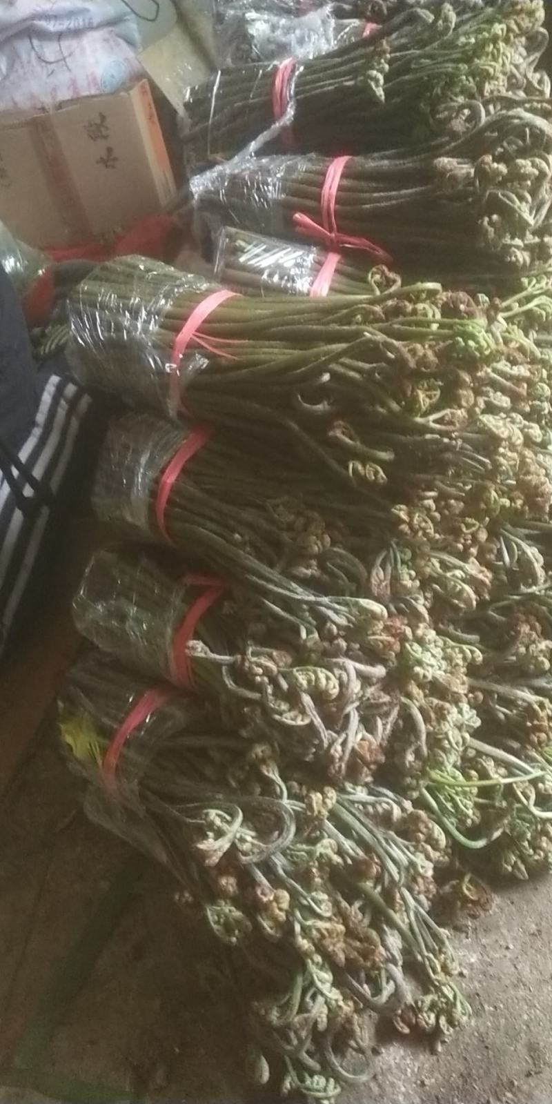 贵阳野生蕨菜龙爪菜现摘现卖