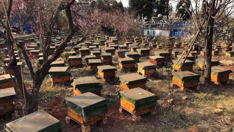 巢蜂蜜水蜂蜜现货供应下单秒发一手货源价格美丽