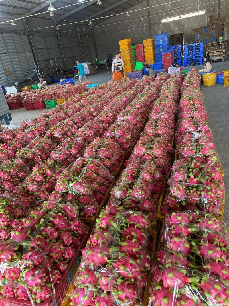 越南工厂直发大箱红心火龙果中小果8两-1斤标准果