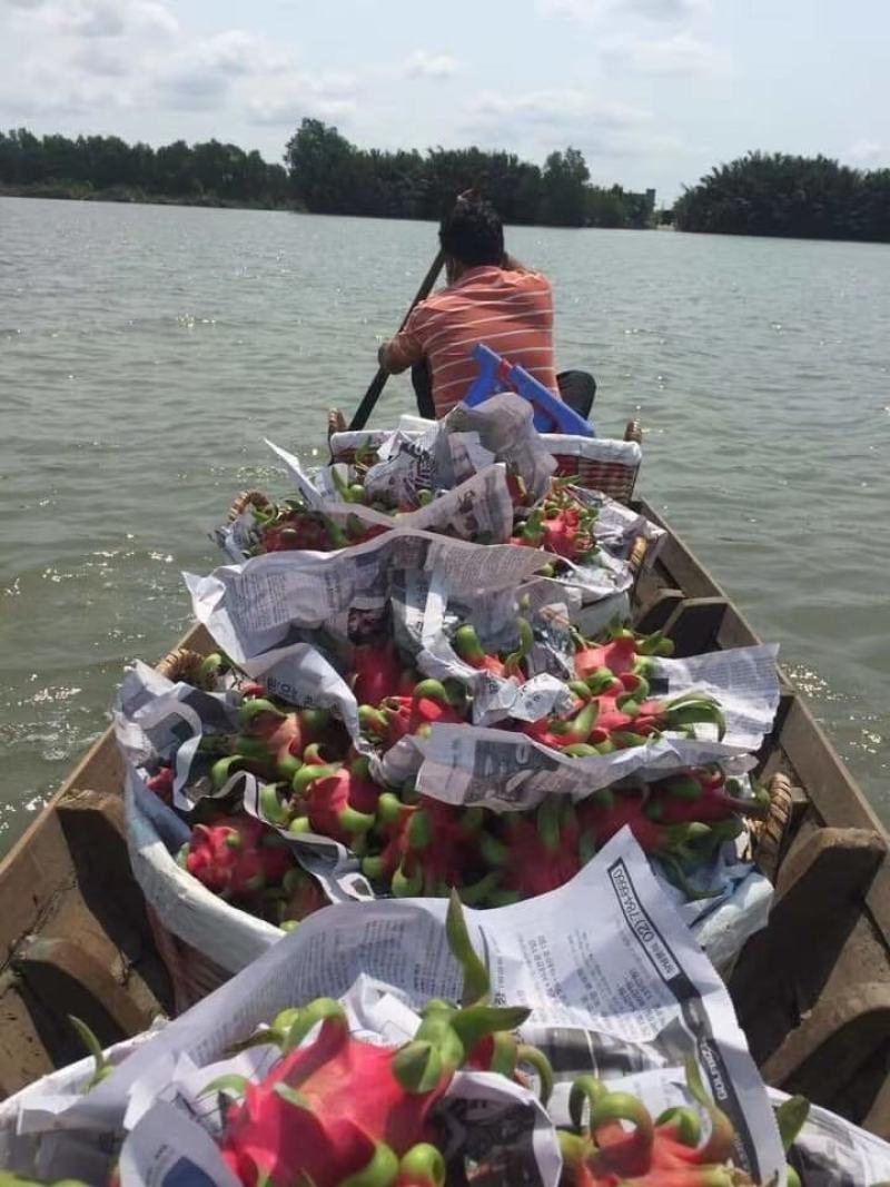 越南工厂直发大箱红心火龙果中小果8两-1斤标准果