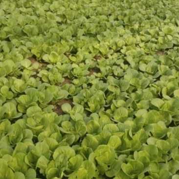精品油菜通货快菜油麦菜
