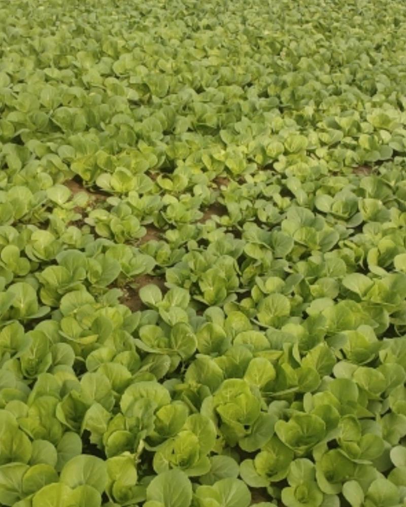 精品油菜通货快菜油麦菜