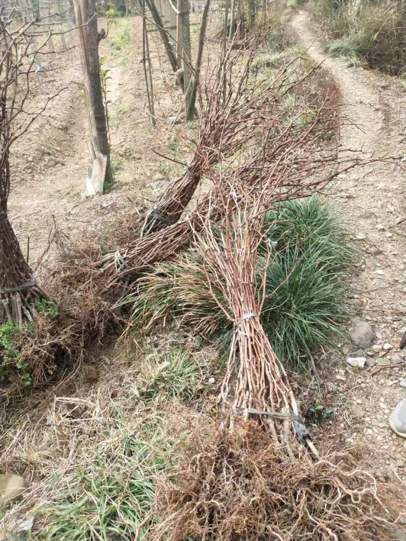 阳光玫瑰，巨峰，浪漫红颜，各种葡萄苗，大量现货育苗场供应