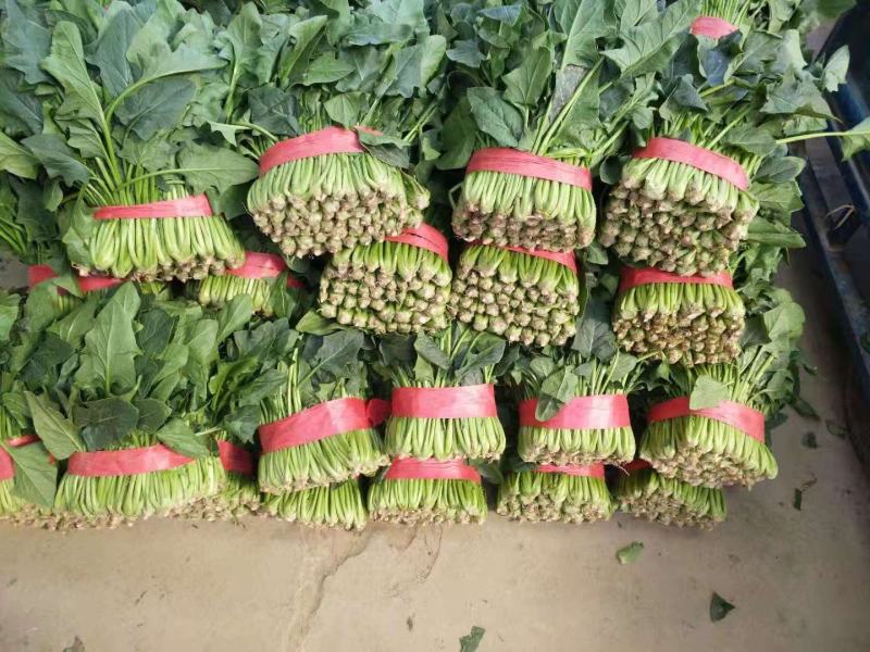 邯郸精品菠菜，质量有保证，本人代办多年以诚信迎接客户