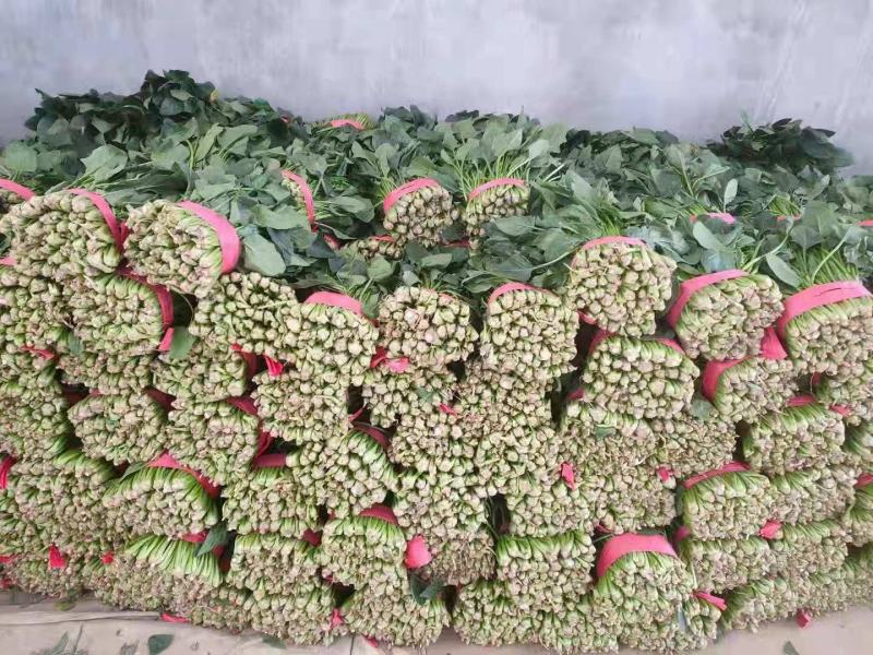 邯郸精品菠菜，质量有保证，本人代办多年以诚信迎接客户