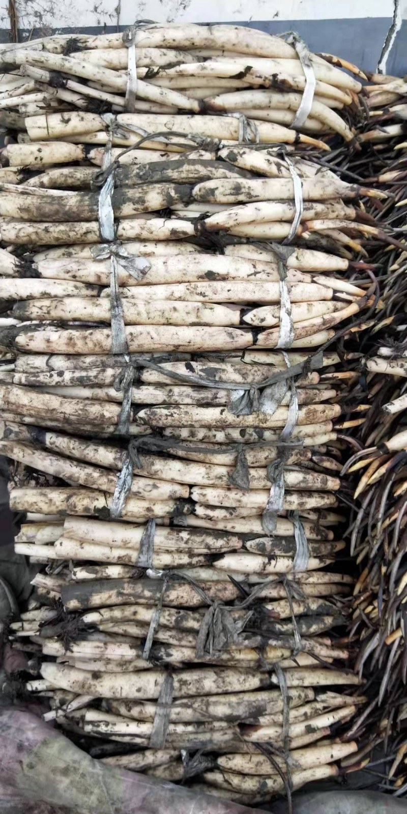 河北深水红莲现挖现卖质量保证成活率高一手货源全国发货量大