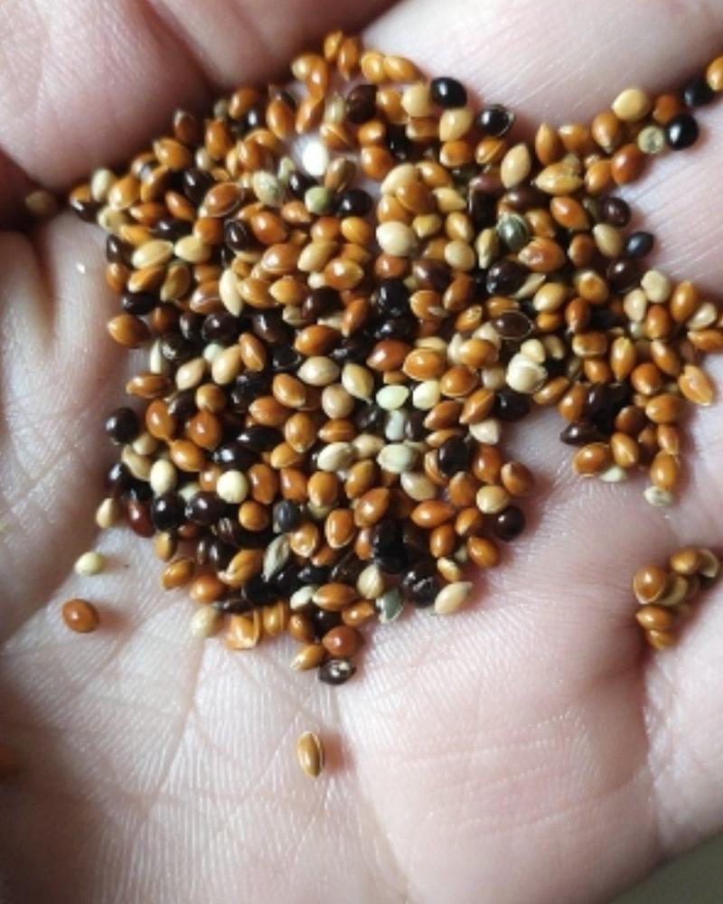 厂家批发大颗粒五色黍籽，红色黍子，黑色黍子，白色黍子，