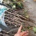 花椒苗大红袍花椒苗无刺花椒苗品种纯1-2年苗