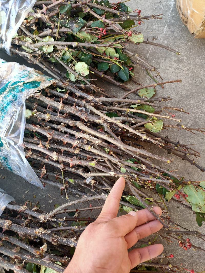 花椒苗大红袍花椒苗无刺花椒苗品种纯1-2年苗