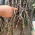 花椒苗大红袍花椒苗无刺花椒苗品种纯1-2年苗