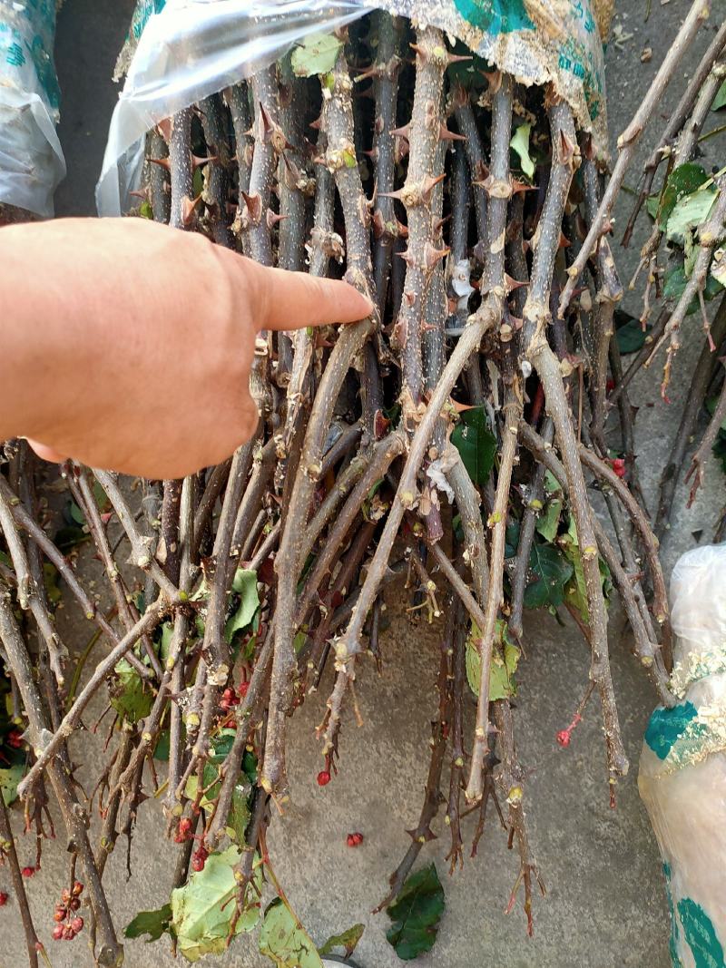 花椒苗大红袍花椒苗无刺花椒苗品种纯1-2年苗