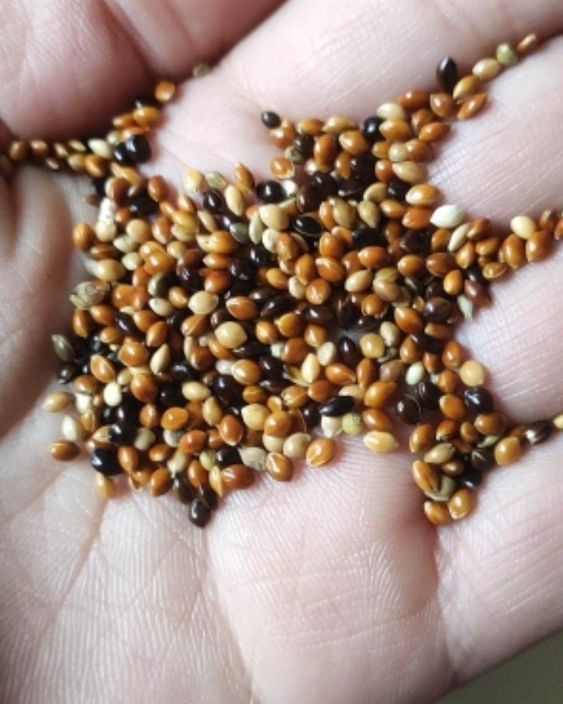 厂家批发大颗粒五色黍籽，红色黍子，黑色黍子，白色黍子，
