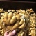大黄姜3两以上带土