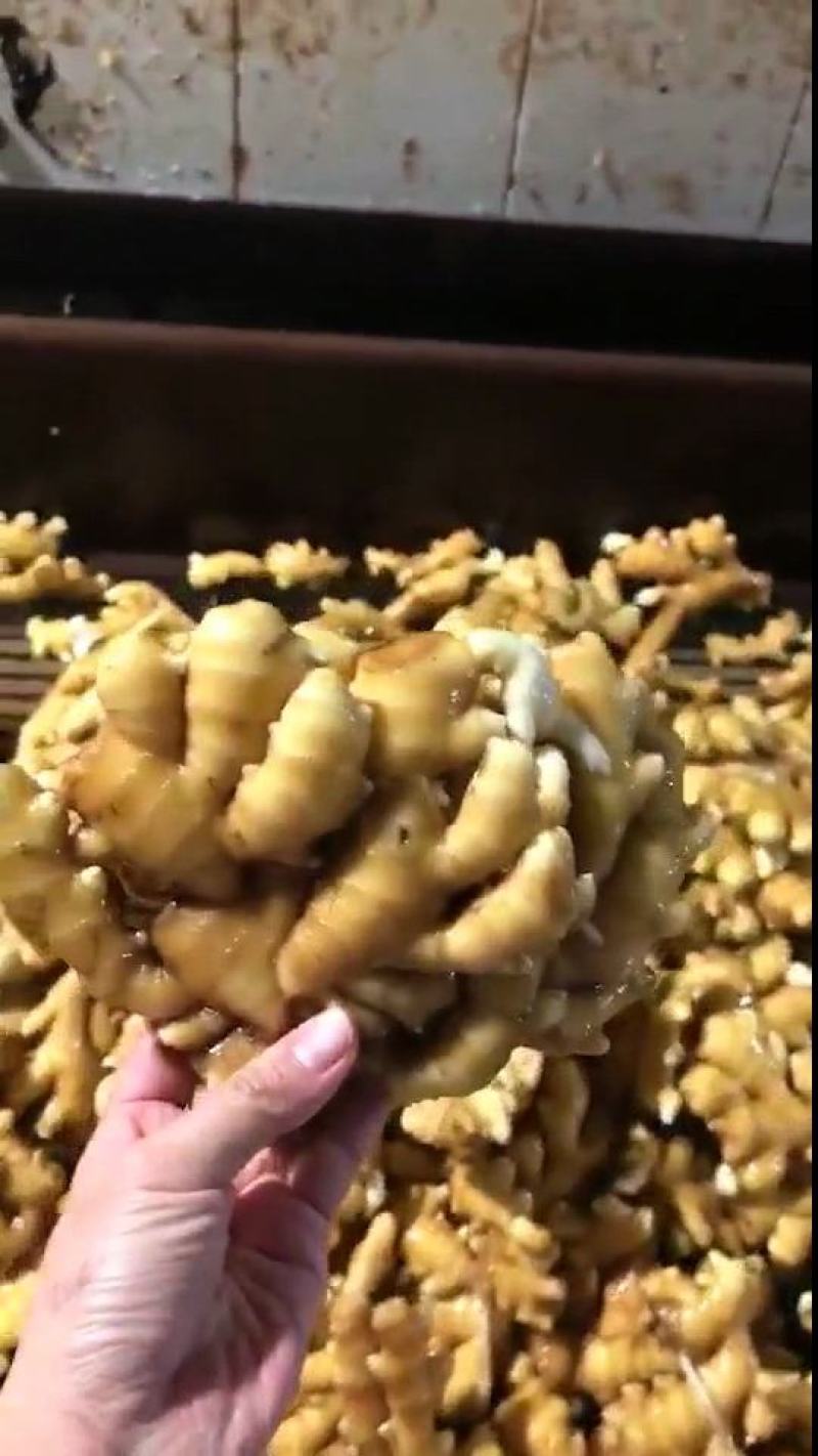 大黄姜3两以上带土