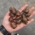 广西新鲜三叶青金钱吊葫芦选货鲜货无虫眼
