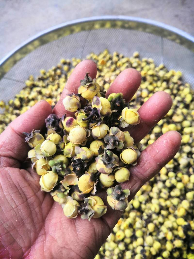 大山里金花茶广西河池市天峨县大山金花茶金花茶