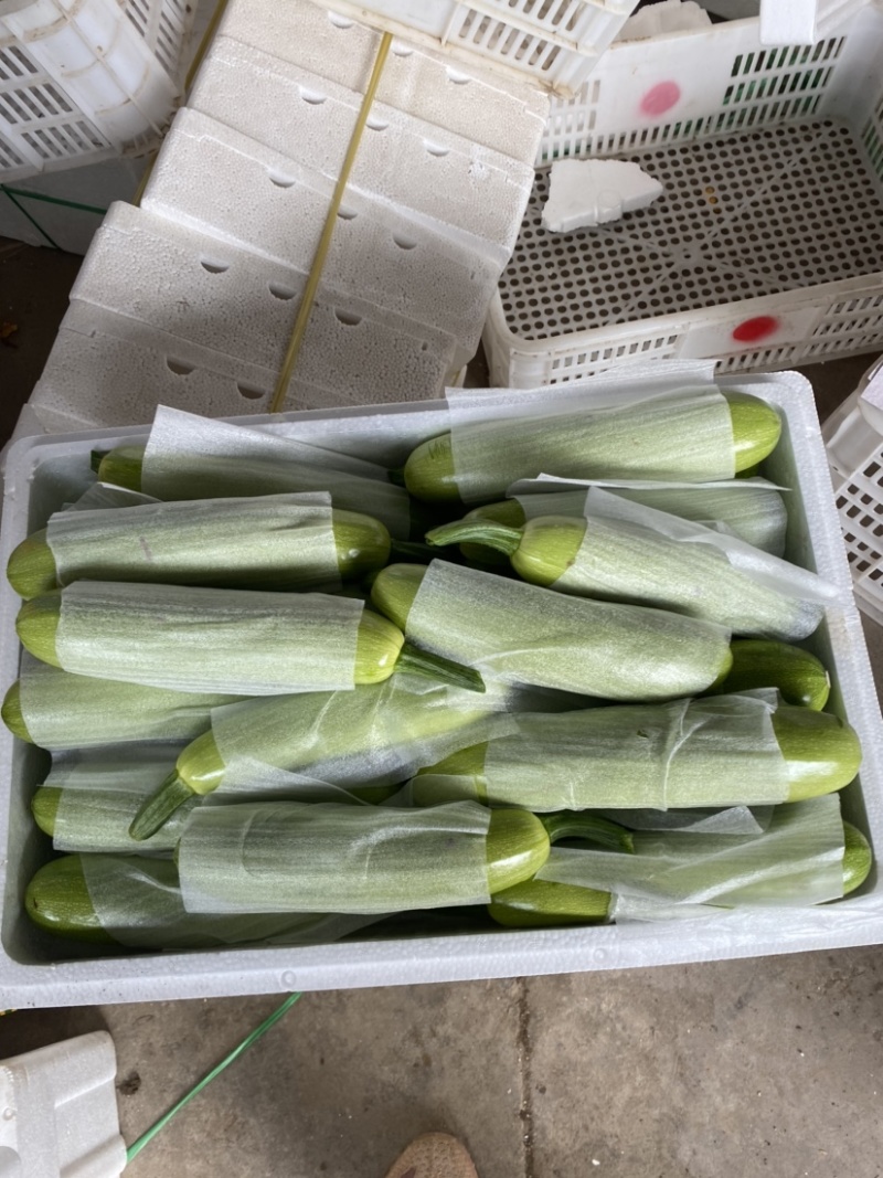 山东聊城西葫芦上市中量大质量好诚信代办代发全国