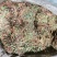 鸡骨草长捆带根头，小扎鸡骨草，新货足干，大量价便