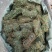 鸡骨草长捆带根头，小扎鸡骨草，新货足干，大量价便