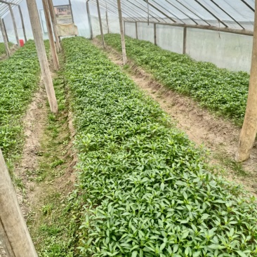 湖南邵阳辣椒苗基地：辣椒苗批发零售均可，价格从优