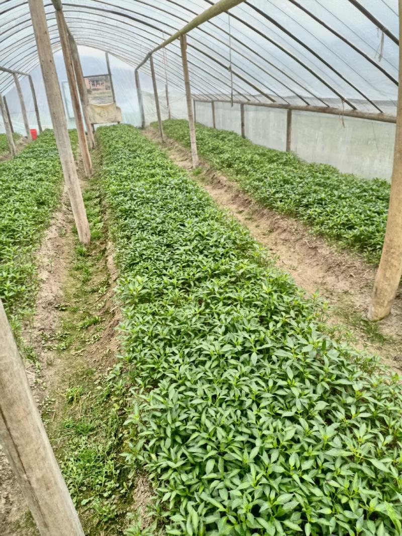 湖南邵阳辣椒苗基地：辣椒苗批发零售均可，价格从优