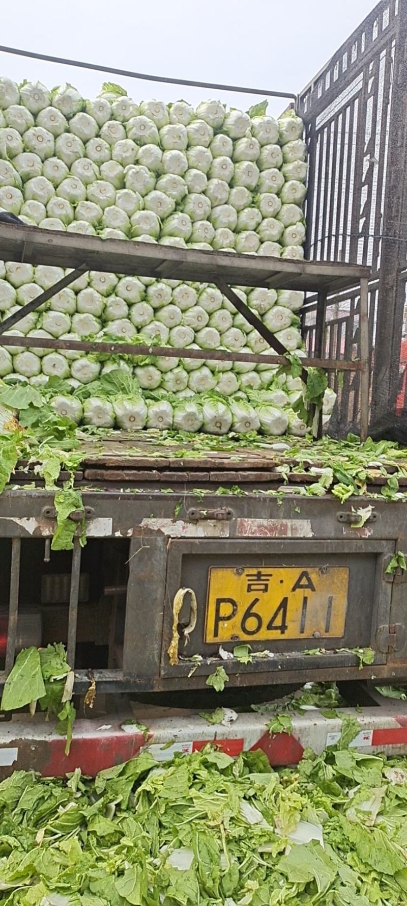 山东黄心白菜黄心白菜质优价廉货源充足可视频免费看货