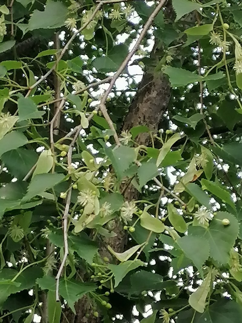 蜂蜜产自黑龙江绥芬河椴树蜜