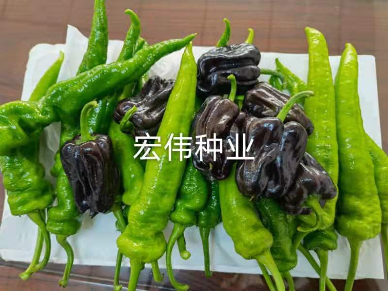 辣椒苗大果尖椒苗优质尖椒苗、陇椒苗、泡椒苗、基地发货