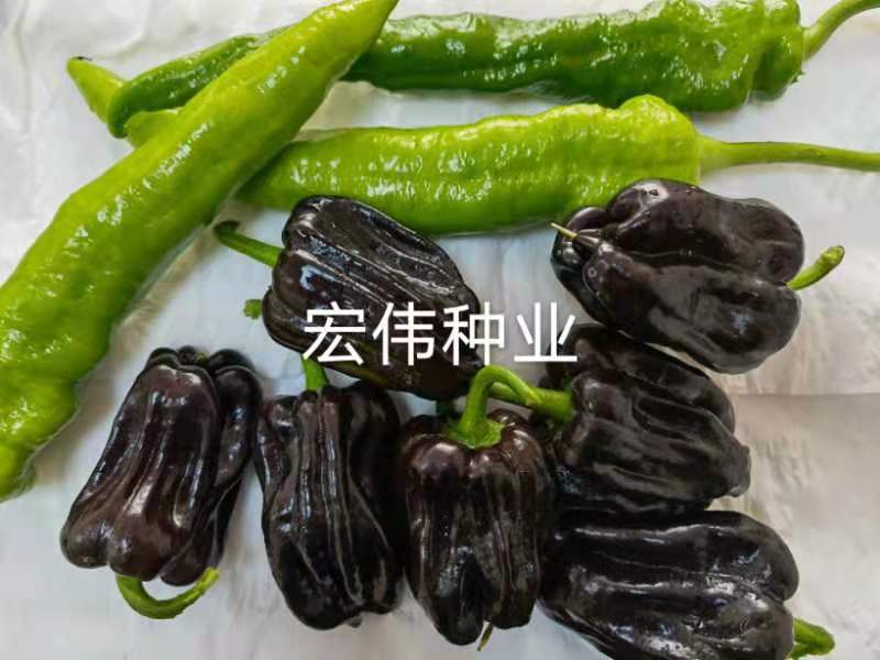 辣椒苗大果尖椒苗优质尖椒苗、陇椒苗、泡椒苗、基地发货