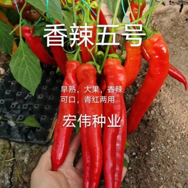 辣椒苗大果尖椒苗优质尖椒苗、陇椒苗、泡椒苗、基地发货