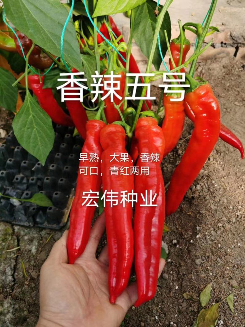 辣椒苗大果尖椒苗优质尖椒苗、陇椒苗、泡椒苗、基地发货