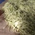 七粒白不老大量上市了