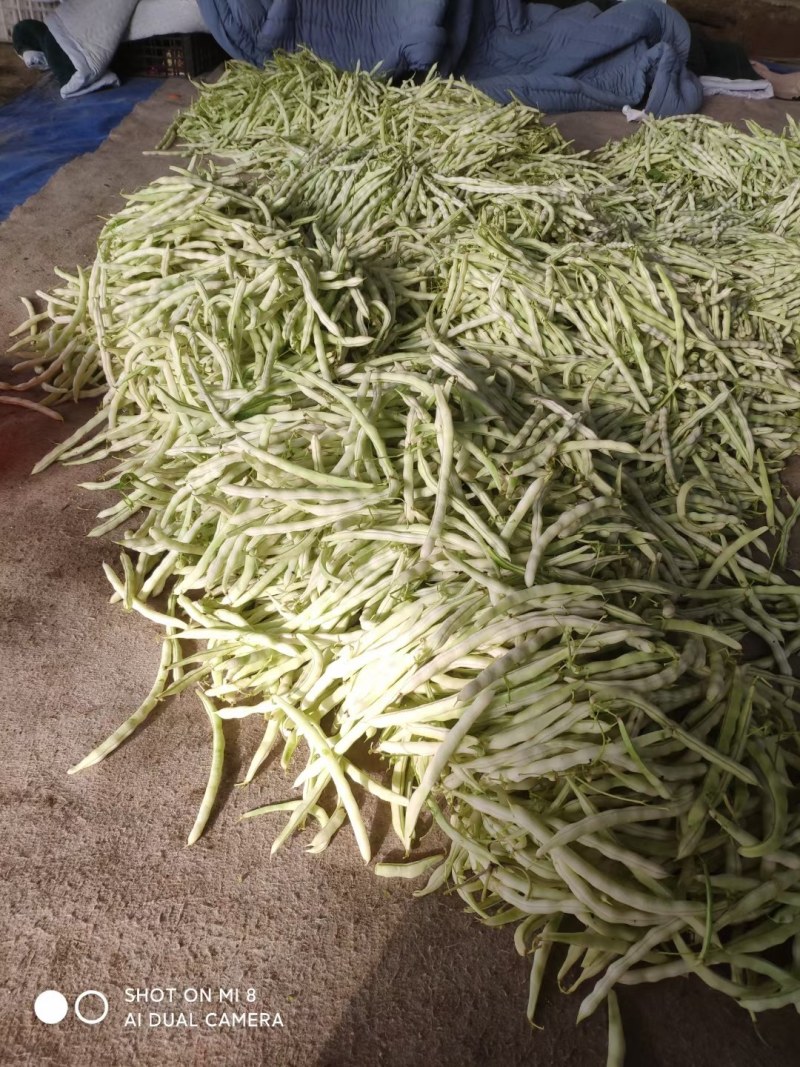七粒白不老大量上市了