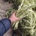七粒白不老大量上市了