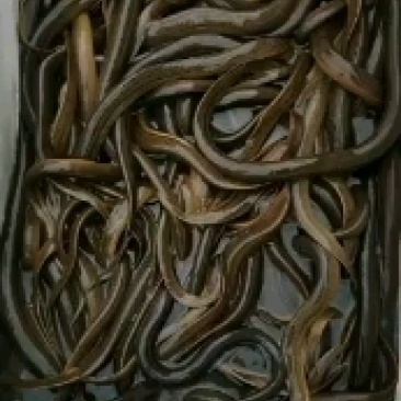 鳝鱼