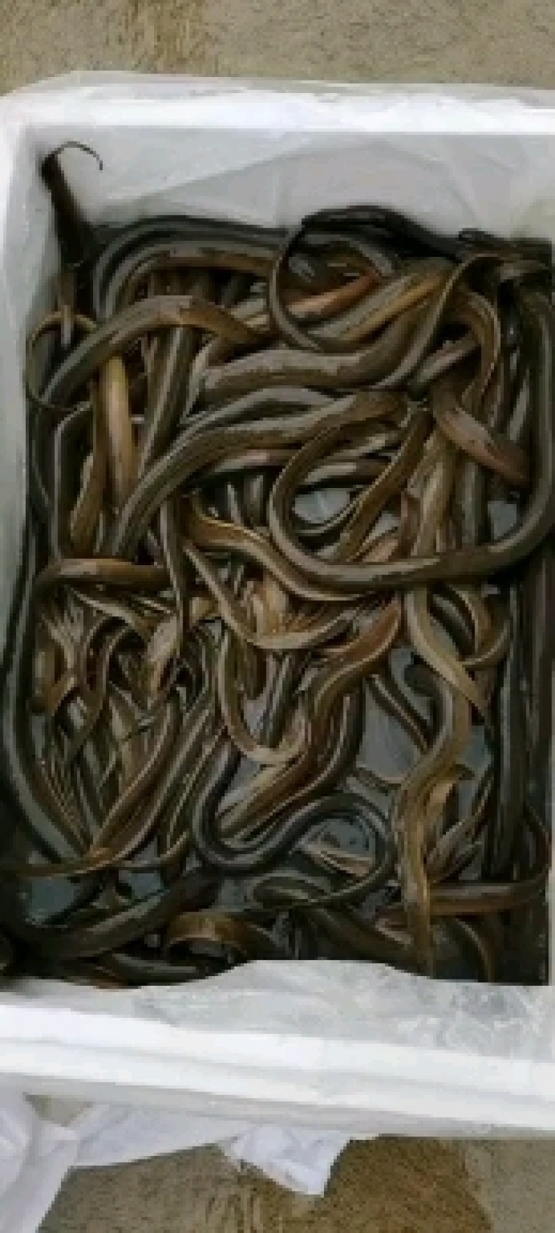 鳝鱼