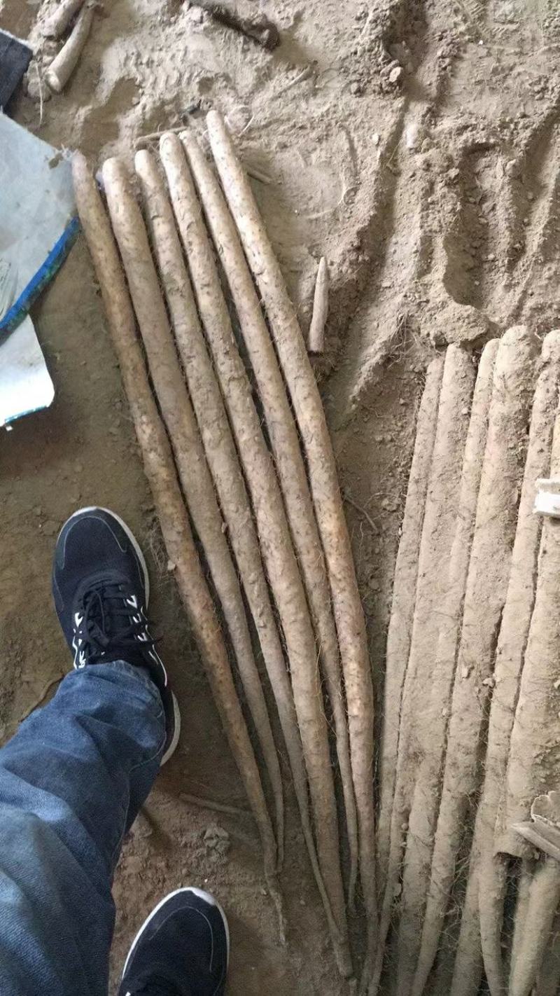 双棒山药双胞山药产地直供