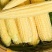 无农药现摘甜玉米笋迷你水果小玉米新鲜沙拉菜蔬菜食材包邮。