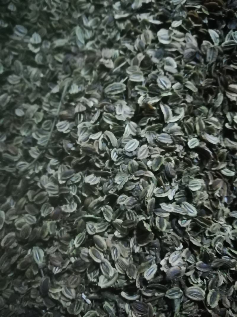重庆城口肉独活种籽新货供应品种纯正发芽率高，