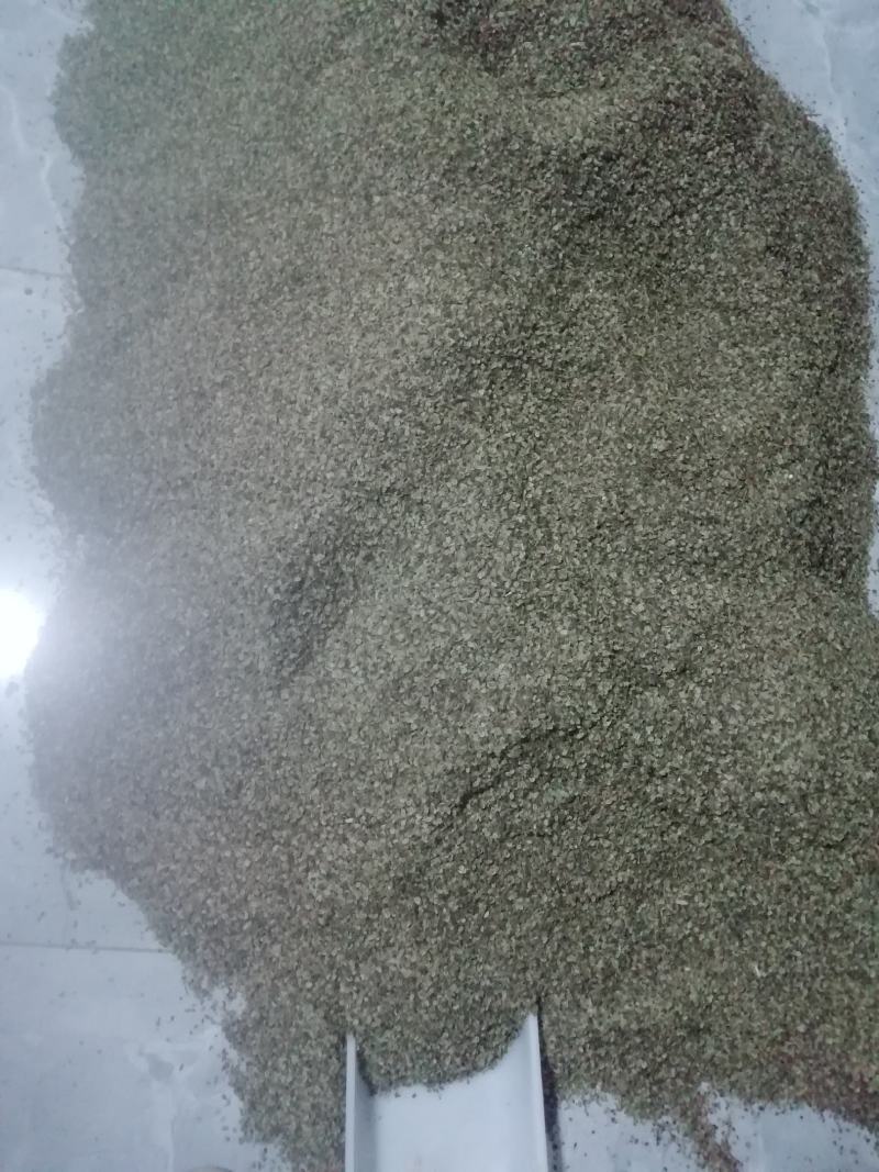 重庆城口肉独活种籽新货供应品种纯正发芽率高，