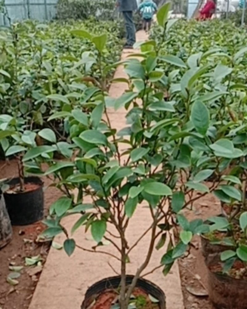 含笑花苗盆栽含笑花苗四季开花含笑浓香芳香植物